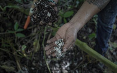 El Arte y la Ciencia de la Composta: Transformando Residuos en Recursos