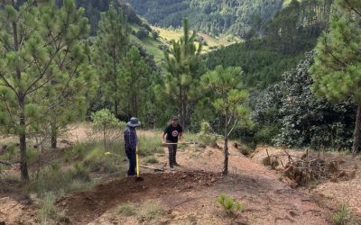 Reforestación Social 2023 Romerillo