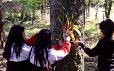 Reintroducción de bromelias: educación ambiental en acción en San Cristóbal de las Casas